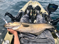 Pollack Fishing off the Hobie Outback in Cornwall